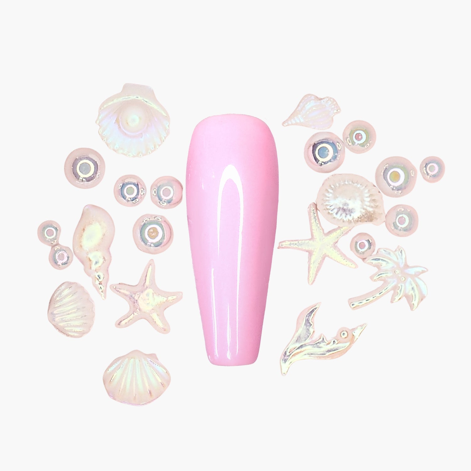 Koristerasia, Seashell